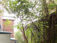 Along the side of the house towards the front