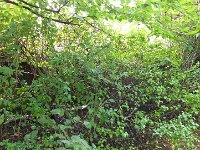 The back of the garden