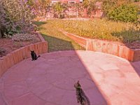 Harley and Maisie on the new patio.