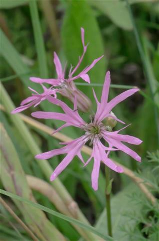 RPW_20140720_1202 (75K)